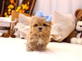 Show Kalite Toy Poodle Bebeklerim