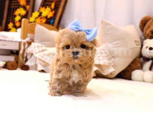 Show Kalite Toy Poodle Bebeklerim
