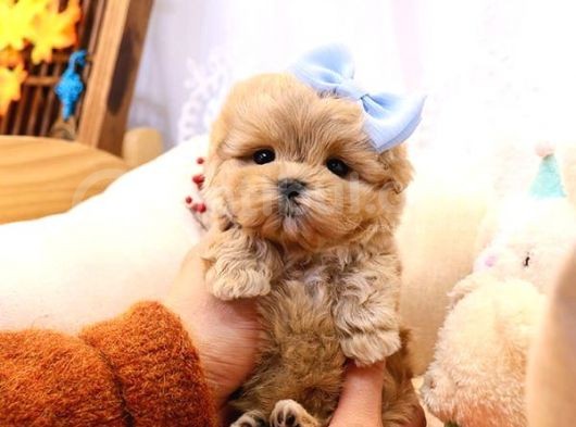 Show Kalite Toy Poodle Bebeklerim görsel