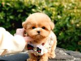 KORE KANI OYUNCU TOY POODLE YAVRULARIM