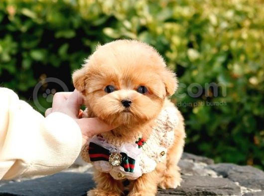 Kore Kani Oyuncu Toy Poodle Yavrularim