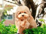 SAFKAN TOY POODLE YAVRULARIMIZ