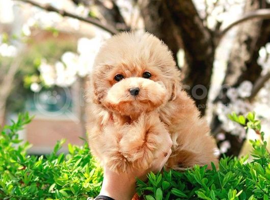 Safkan Toy Poodle Yavrularimiz