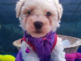 Orji̇nal Malti̇poo Yavrularücretsi̇z Deği̇ldi̇r
