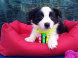 Orji̇nal Border Collie Yavrularücretsi̇z Deği̇ldi̇r