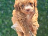 Küçük Maltipoo Yavrum