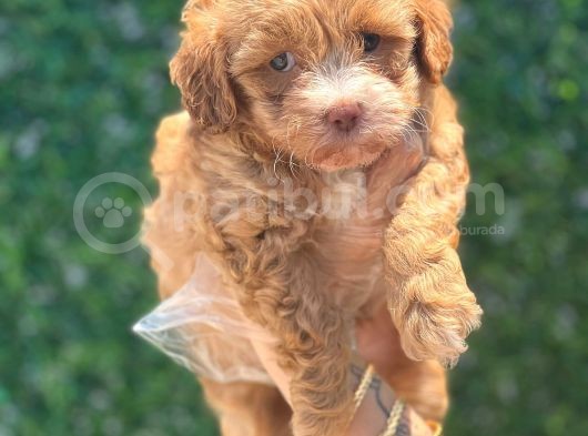 Küçük Maltipoo Yavrum görsel