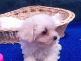Orji̇nal Maltese Yavrular