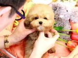 Sevgi̇ Arsizi Oyuncu Toy Poodle Yavrular