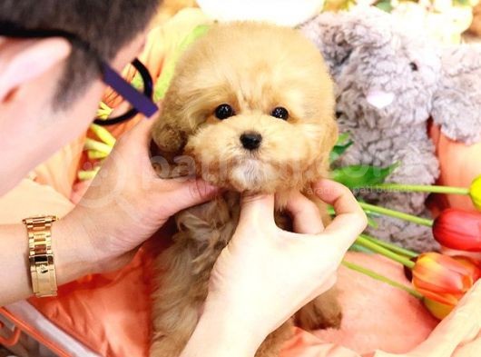 Sevgi̇ Arsizi Oyuncu Toy Poodle Yavrular görsel