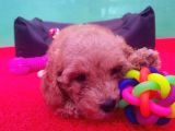 Orji̇nal Toy Poodle Yavrularücretsi̇z Deği̇ldi̇r