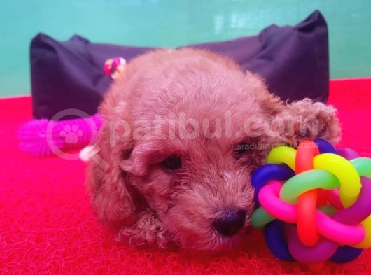 Orji̇nal Toy Poodle Yavrularücretsi̇z Deği̇ldi̇r görsel