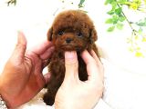 HARİKA TOY POODLE YAVRULARİMİZ