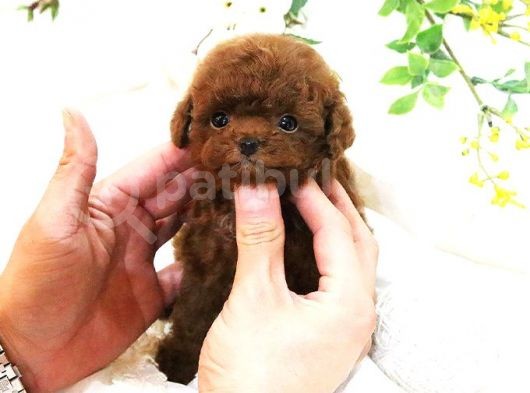 Hari̇ka Toy Poodle Yavrulari̇mi̇z