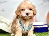 Orjinal Anne Babadan Maltipoo Yavrular