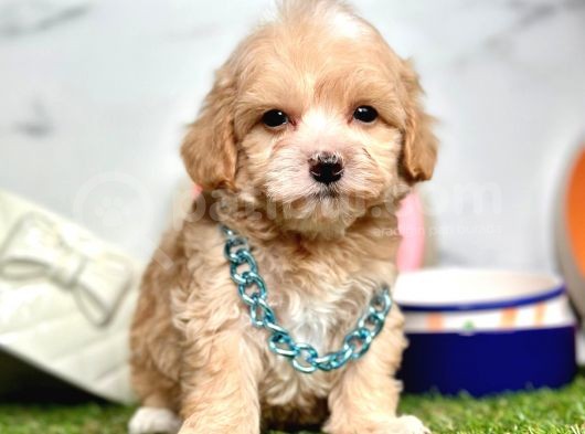Orjinal Anne Babadan Maltipoo Yavrular görsel
