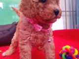 Orji̇nal Toy Poodle Yavrularücretsi̇z Deği̇ldi̇r