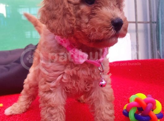 Orji̇nal Toy Poodle Yavrularücretsi̇z Deği̇ldi̇r görsel