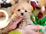 Teady Bear Kore Kani̇ Toy Poodle Yavrulari̇mi̇z