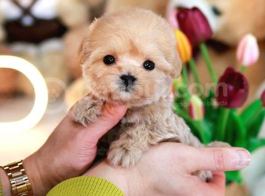Teady Bear Kore Kani̇ Toy Poodle Yavrulari̇mi̇z görsel