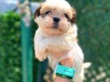 Minik Boy Shihtzu Bebeklerim