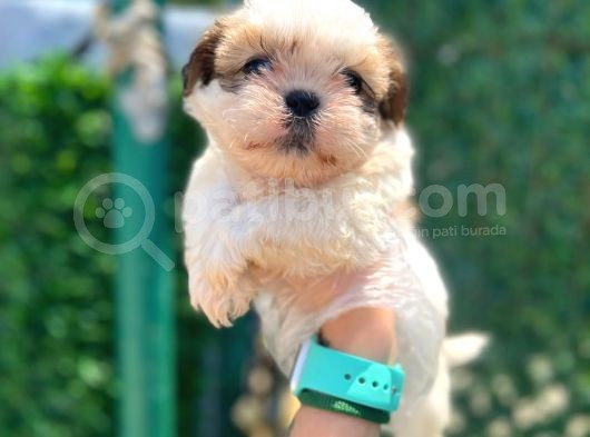 Minik Boy Shihtzu Bebeklerim görsel