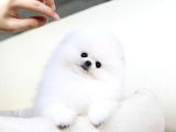 Orjinal Pomeranian