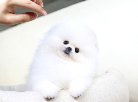 Orjinal Pomeranian görsel
