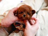 Huzur Neşe Kaynaği Oyuncu Toy Poodle Yavrularimiz