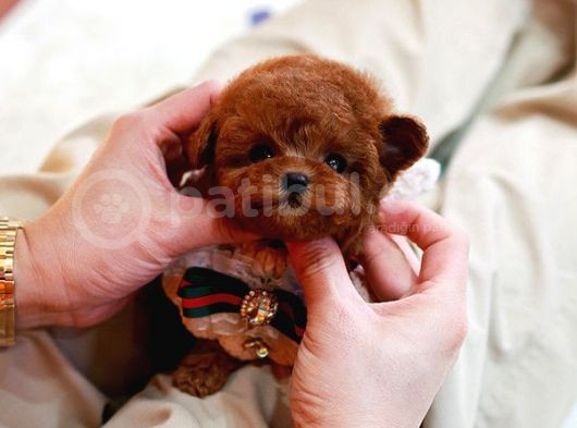 Huzur Neşe Kaynaği Oyuncu Toy Poodle Yavrularimiz görsel