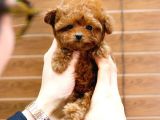 Mutluluk Sembolü Toy Poodle Yavrularim