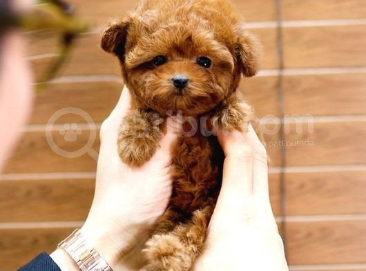 Mutluluk Sembolü Toy Poodle Yavrularim görsel