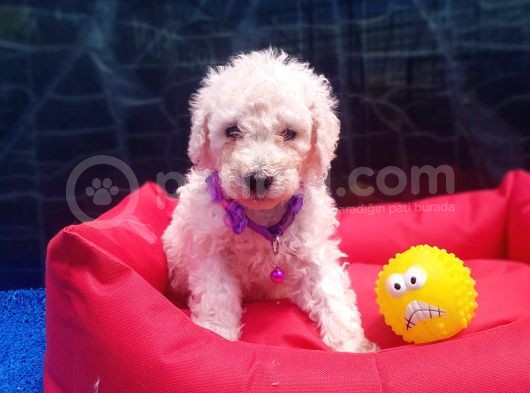 Ücretsiz Orji̇nal Standart (Dev) Poodle Yavrular görsel
