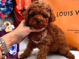 Mini Sevimli Toy Boy Poodle