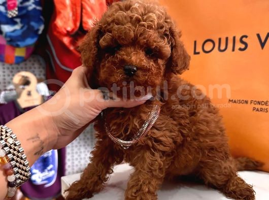Mini Sevimli Toy Boy Poodle görsel