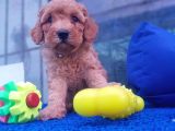 Orji̇nal Toy Poodle Yavrularücretsi̇z Deği̇ldi̇r