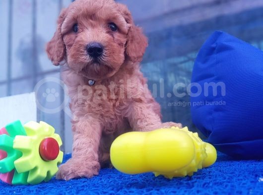 Orji̇nal Toy Poodle Yavrularücretsi̇z Deği̇ldi̇r görsel
