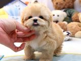 MUAZZAM GÜZELLİKTEKİ KORE KANI TOY POODLE BEBEKLERIMIZ