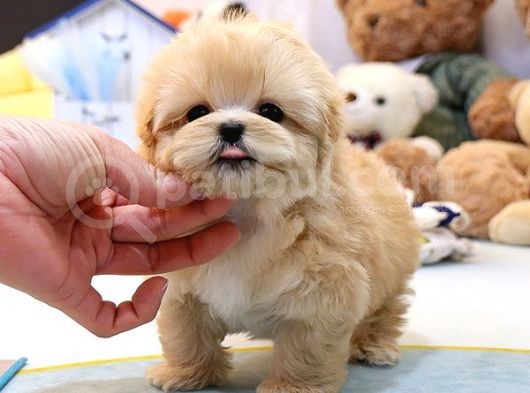 Muazzam Güzelli̇kteki̇ Kore Kani Toy Poodle Bebeklerimiz
