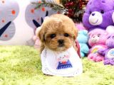 Kali̇tesi̇ Tartişilmaz Düzeydeki̇ Toy Poodle Bebekler