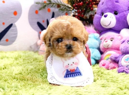 Kali̇tesi̇ Tartişilmaz Düzeydeki̇ Toy Poodle Bebekler görsel