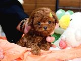 BİBLO GİBİ KORE KANI TOY POODLE YAVRULAR