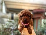 Orijinal Toy Poodle Bebeklerim