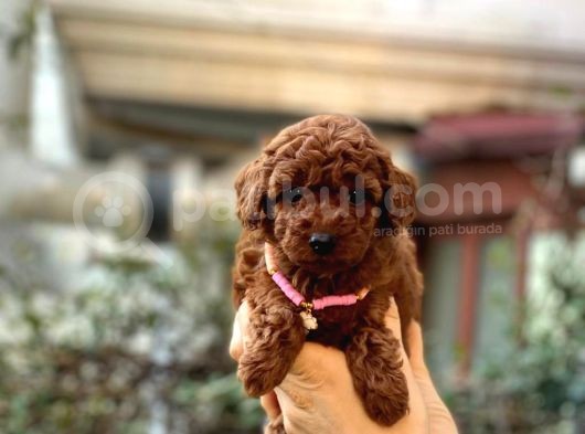 Orijinal Toy Poodle Bebeklerim görsel