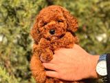 A Kalite Red Brown Toy Poodle Yavrumuz