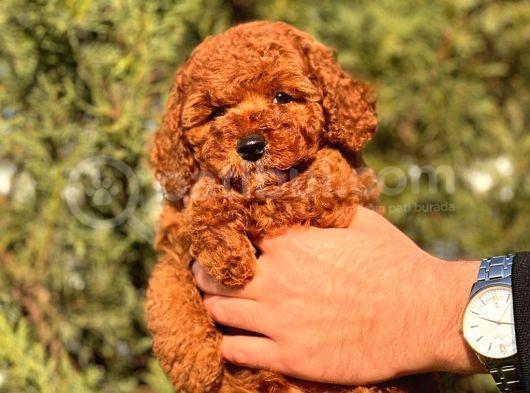 A Kalite Red Brown Toy Poodle Yavrumuz