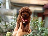 Orijinal Toy Poodle Bebeklerim