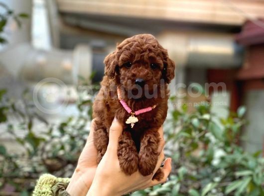 Orijinal Toy Poodle Bebeklerim görsel