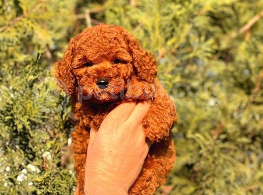 A Kalite Red Brown Toy Poodle Yavrumuz görsel