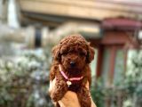 Orijinal Toy Poodle Bebeklerim